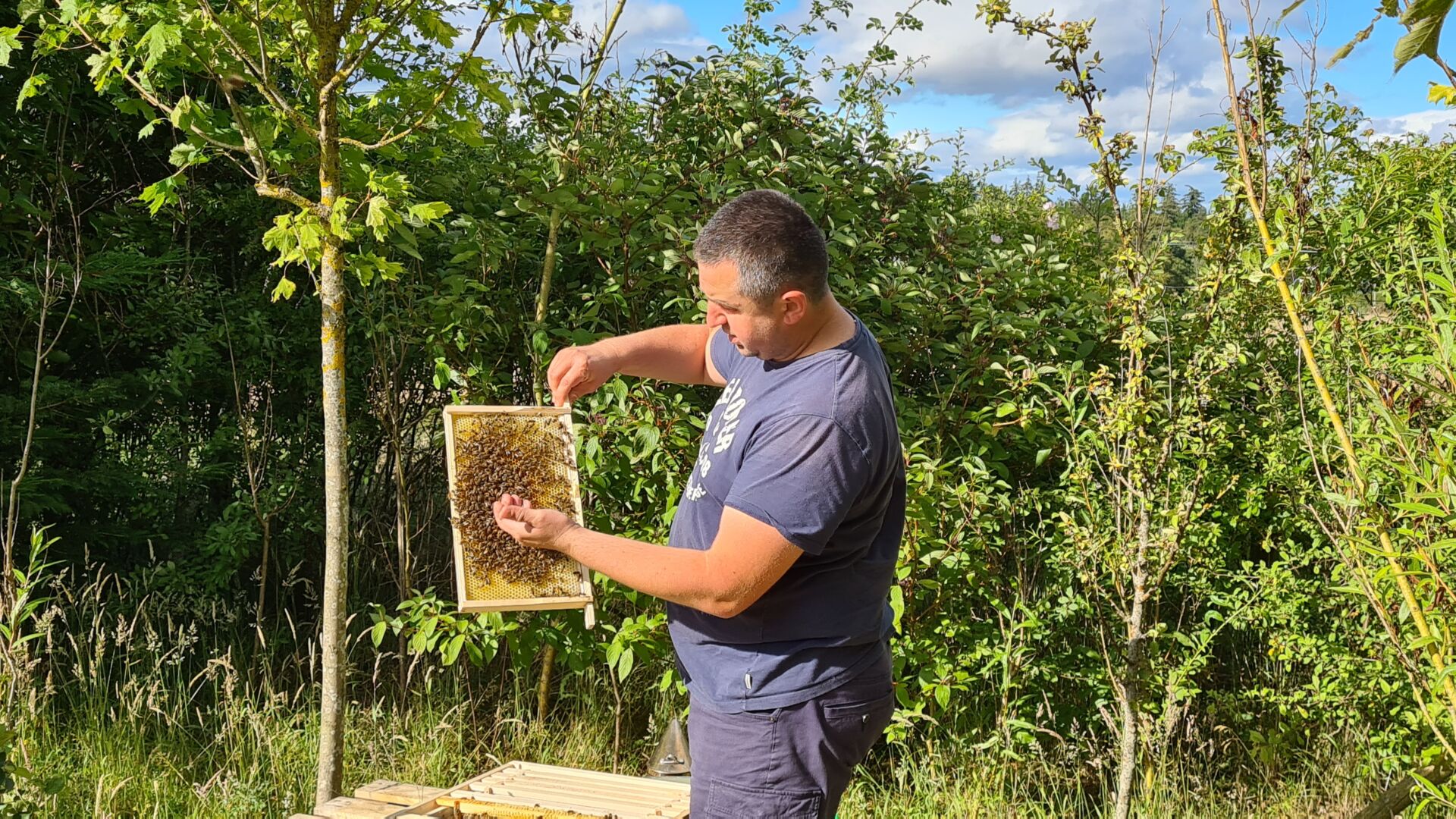 Iso of Queens and Bees Iso of Queens and Bees