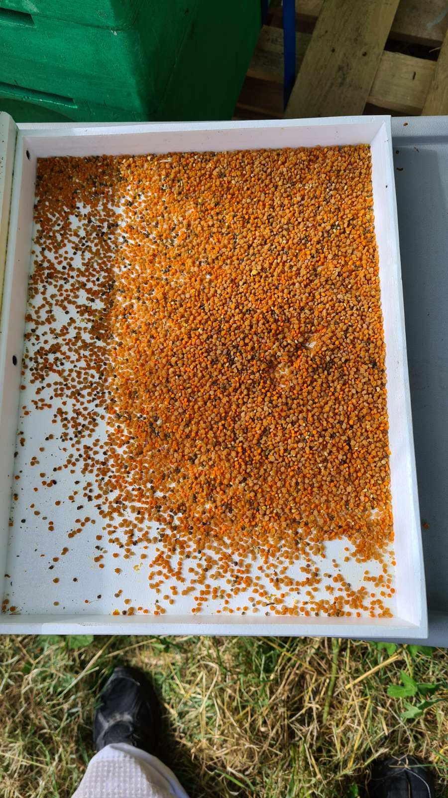 Bee Pollen bee pollen