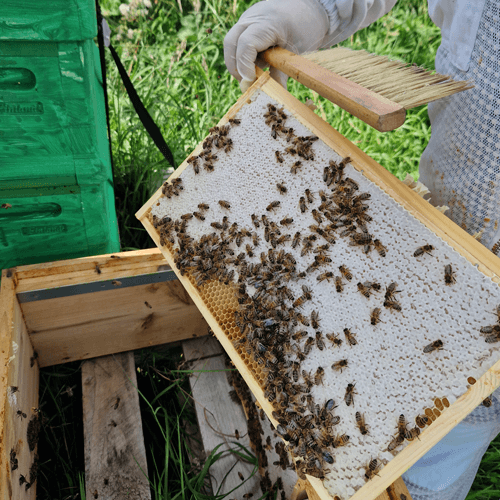 Queens and Bees bee colony